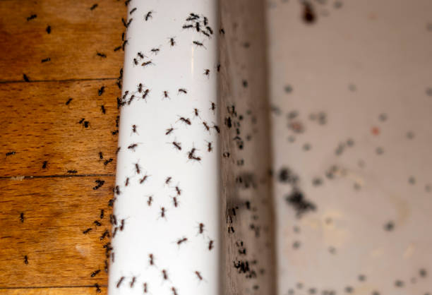 Best Exterminator Services  in Leisure Village East, NJ